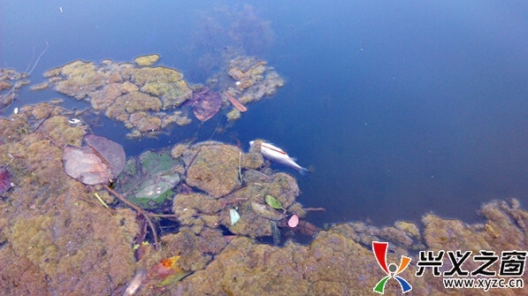 死魚漂浮水面