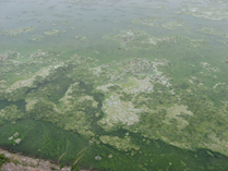 高濃度藍(lán)藻水華治理/水面垃圾治理